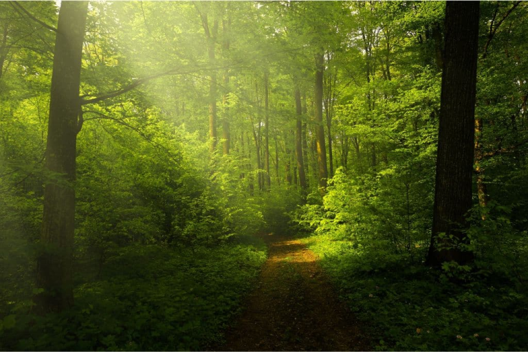 Ecology in Zoroastrianism