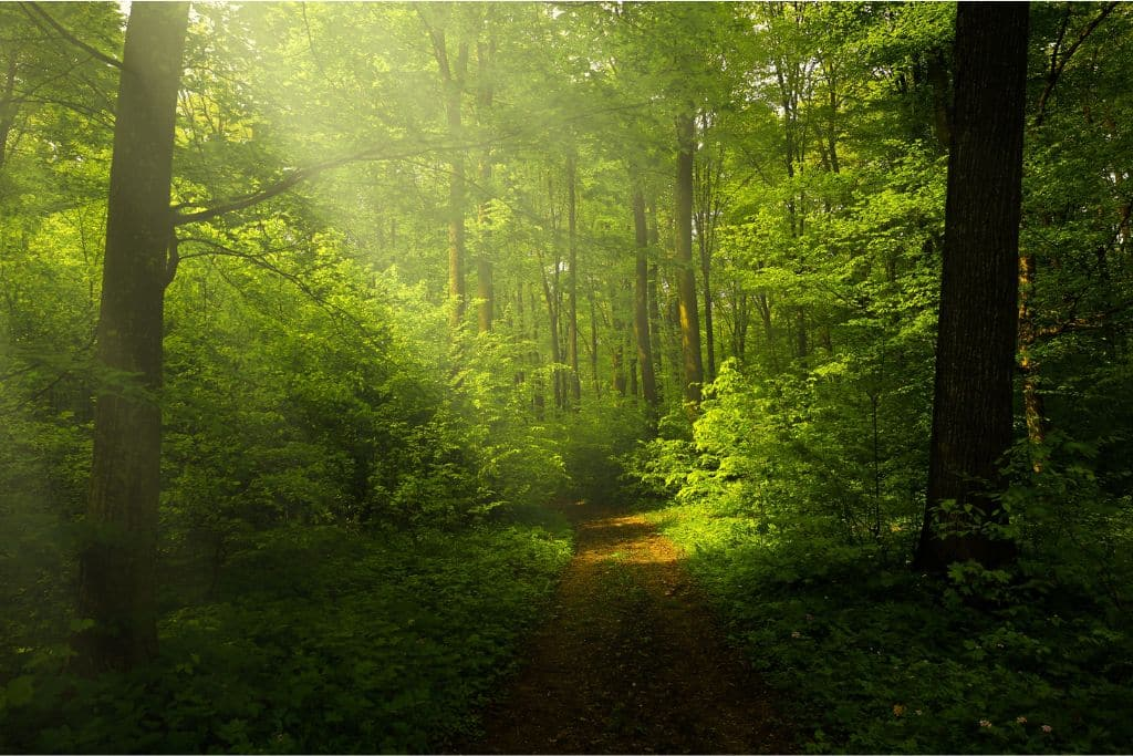 Ecology in Zoroastrianism